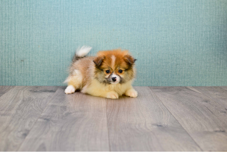 Pomeranian Pup Being Cute