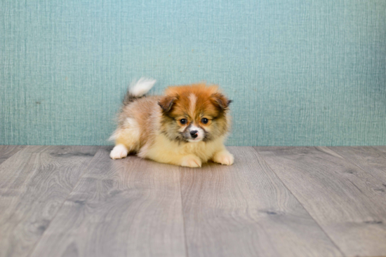 Pomeranian Pup Being Cute