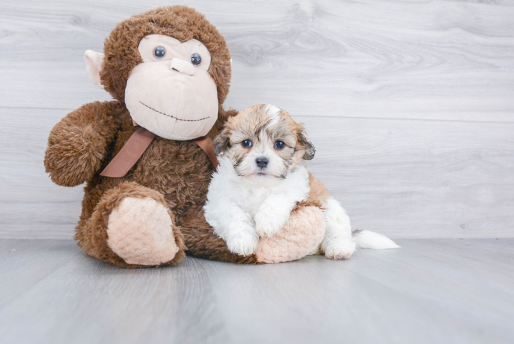 Teddy Bear Pup Being Cute