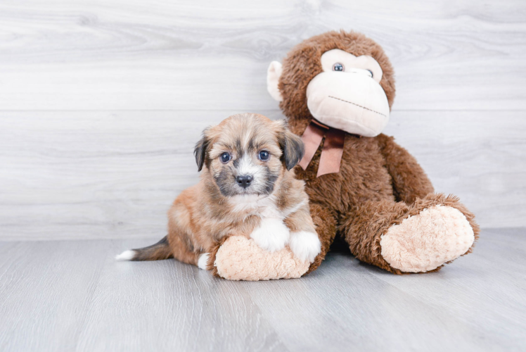 Havanese Puppy for Adoption