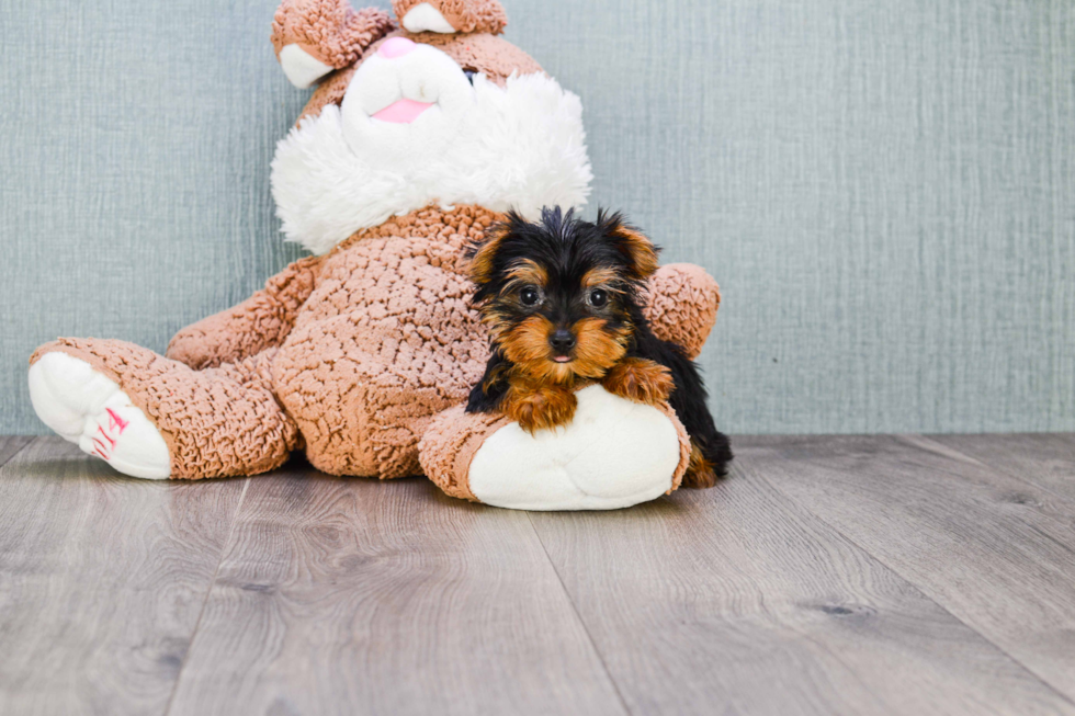 Meet Timmy - our Yorkshire Terrier Puppy Photo 