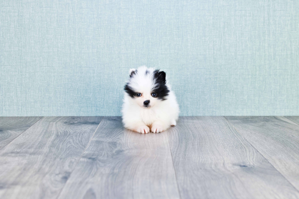 Best Pomeranian Baby