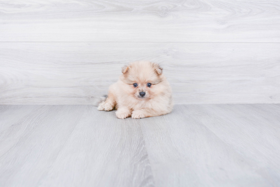 Best Pomeranian Baby