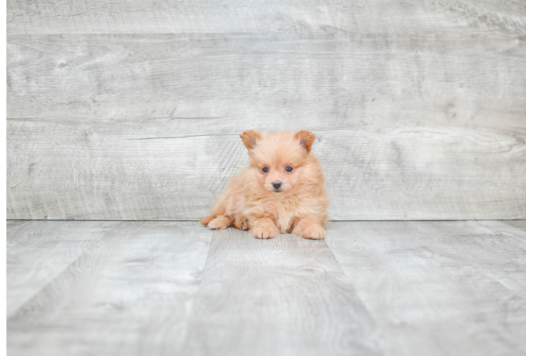 Maltipom Puppy for Adoption