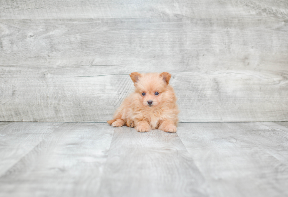 Maltipom Puppy for Adoption