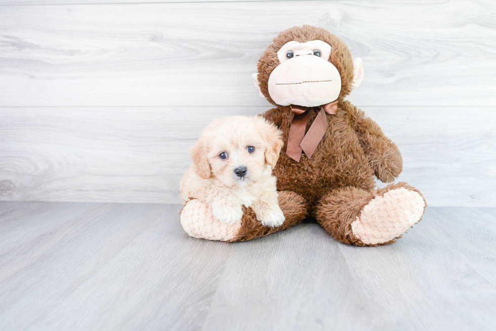 Best Cavachon Baby