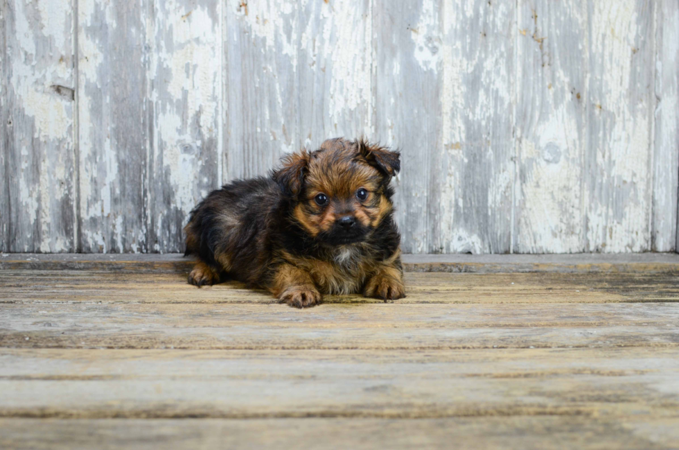 Best Yorkie Pom Baby