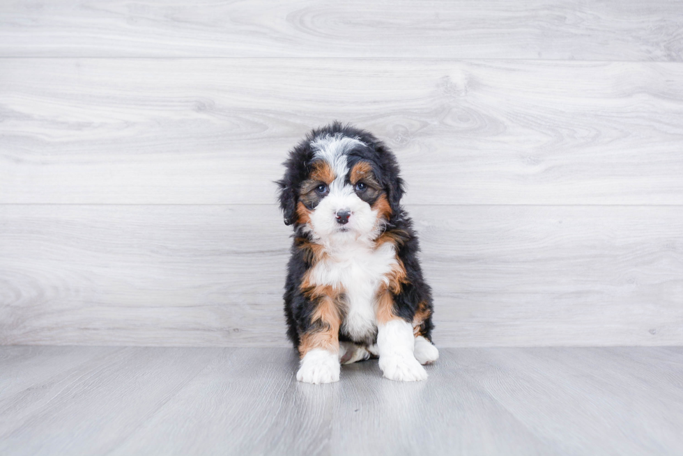 Mini Bernedoodle Puppy for Adoption