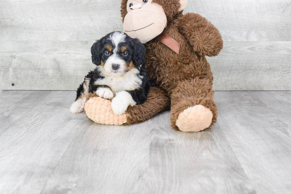 Fluffy Mini Bernedoodle Poodle Mix Pup