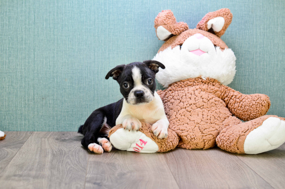 Best Boston Terrier Baby