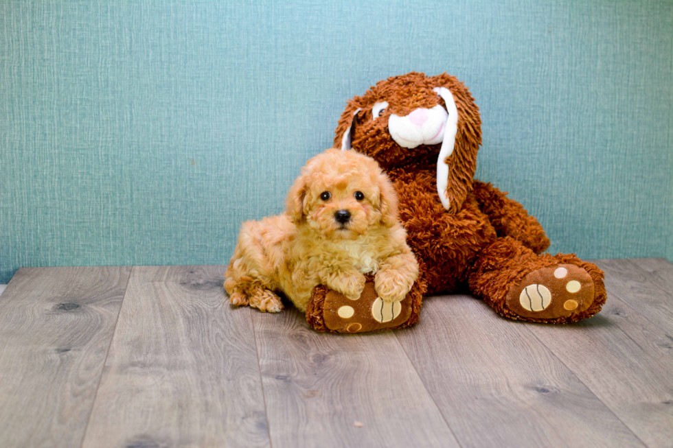 Petite Cavapoo Poodle Mix Pup