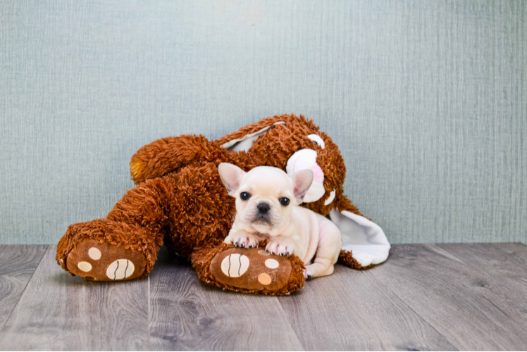 Sweet Frenchie Purebred Puppy