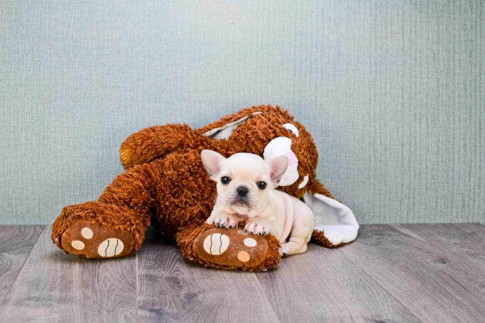 Sweet Frenchie Purebred Puppy