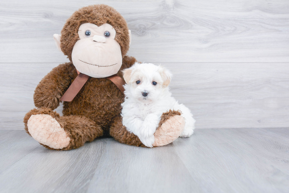 Popular Maltipoo Poodle Mix Pup