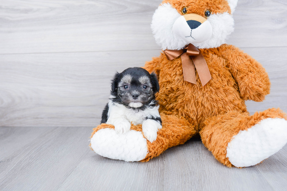 Funny Maltipoo Poodle Mix Pup