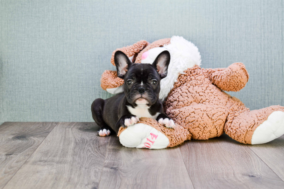 Little French Bulldog Baby