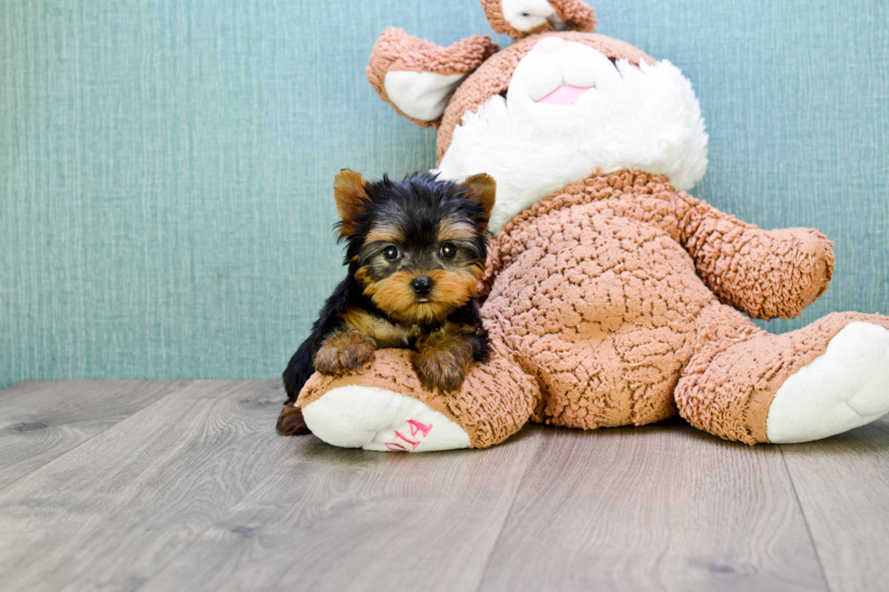 Meet Beckham - our Yorkshire Terrier Puppy Photo 