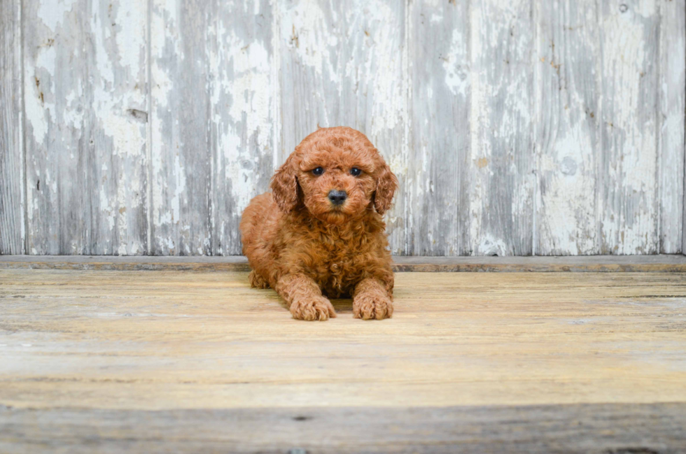 Petite Mini Goldendoodle Poodle Mix Pup