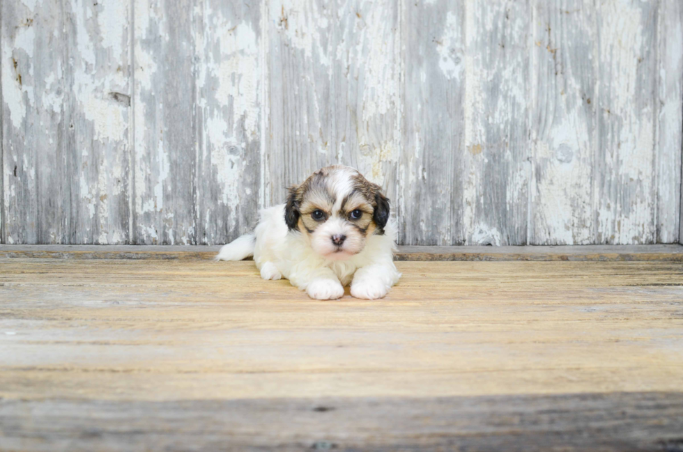 Teddy Bear Pup Being Cute