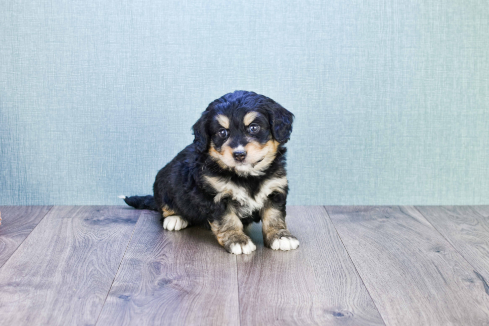 Funny Mini Bernedoodle Poodle Mix Pup