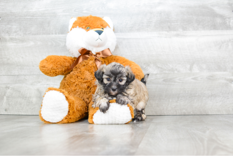 Popular Maltipoo Poodle Mix Pup