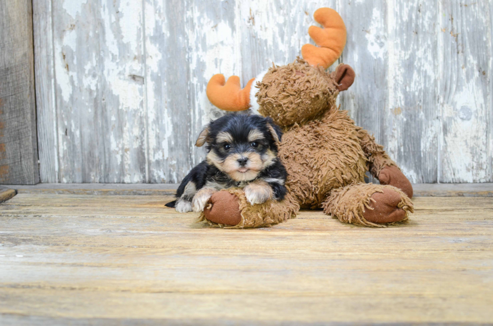 Best Morkie Baby