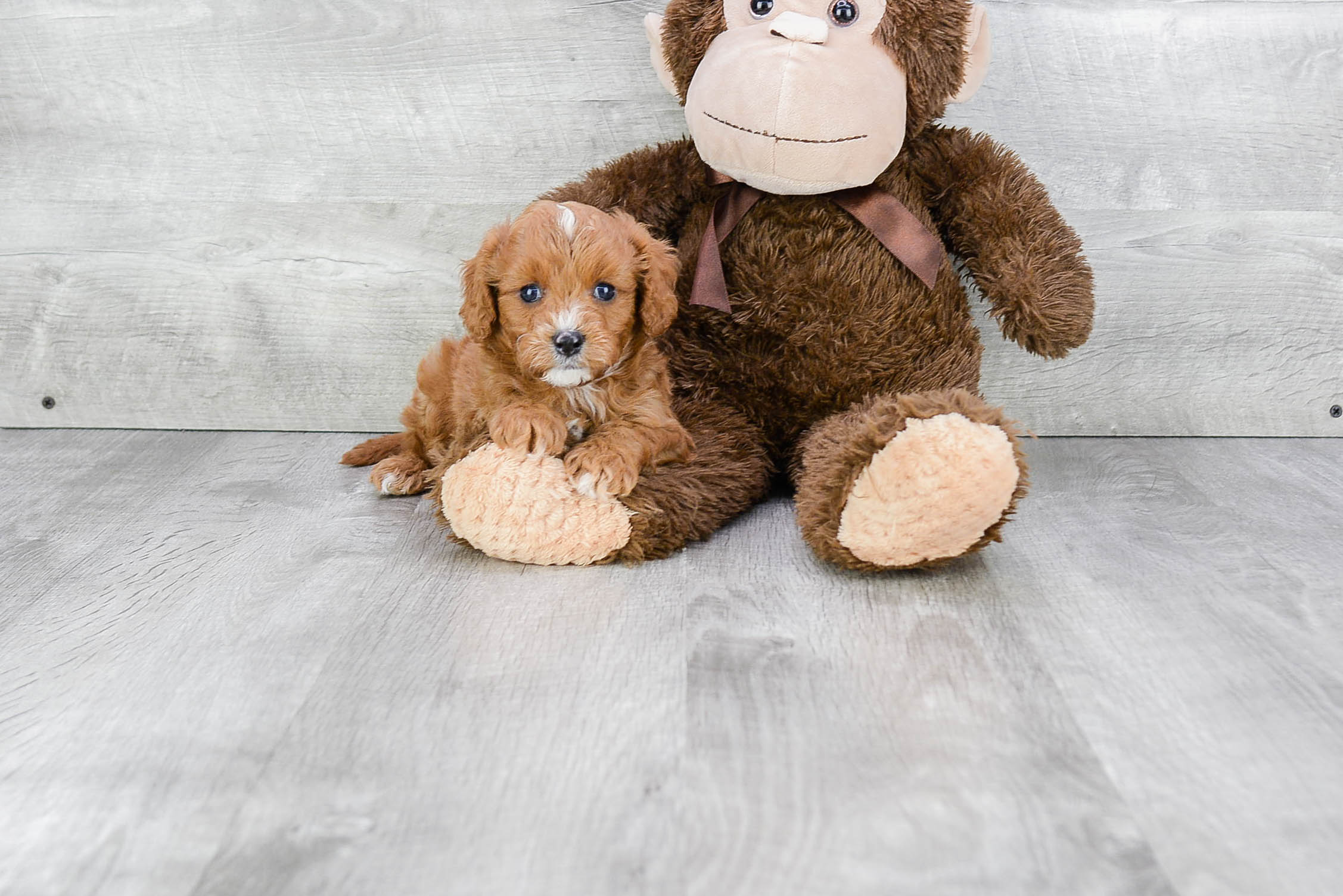 Cavapoo Pup Being Cute