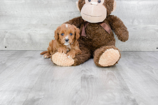 Cavapoo Pup Being Cute