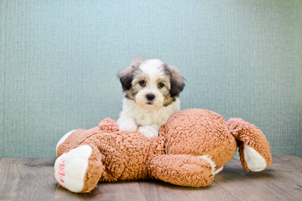 Funny Teddy Bear Designer Pup