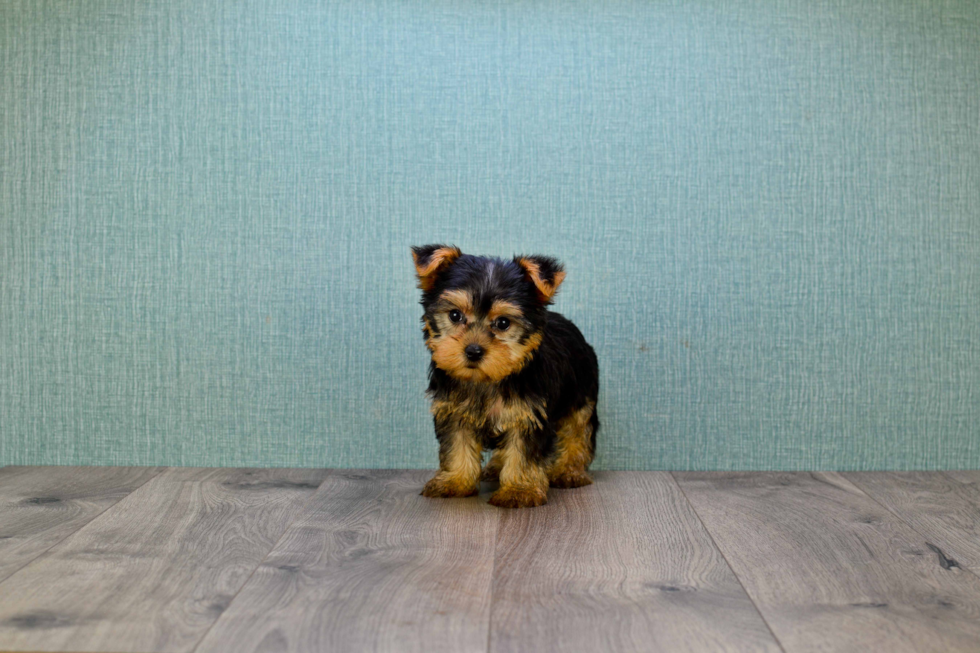 Meet Bella - our Yorkshire Terrier Puppy Photo 