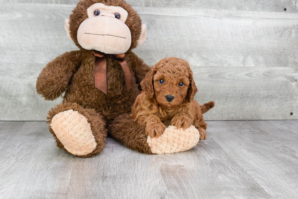 Cavapoo Pup Being Cute