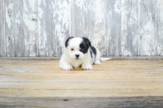 Fluffy Teddy Bear Designer Pup