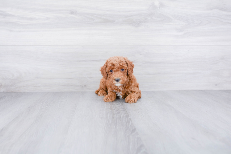 Popular Cockapoo Poodle Mix Pup