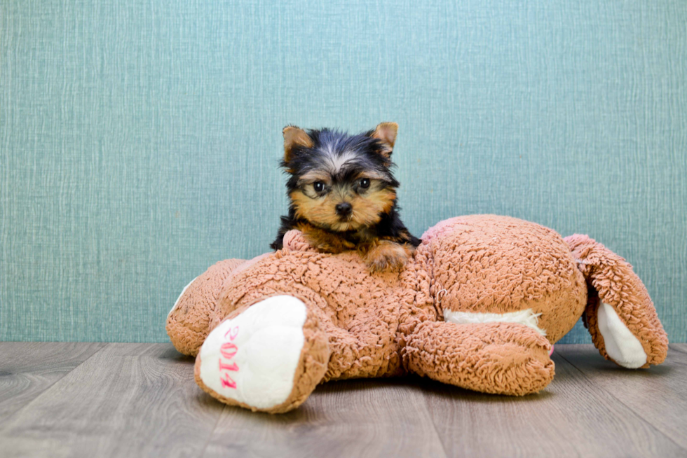 Meet John - our Yorkshire Terrier Puppy Photo 