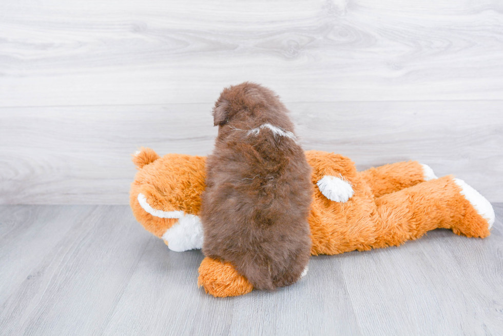 Happy Pomeranian Purebred Puppy