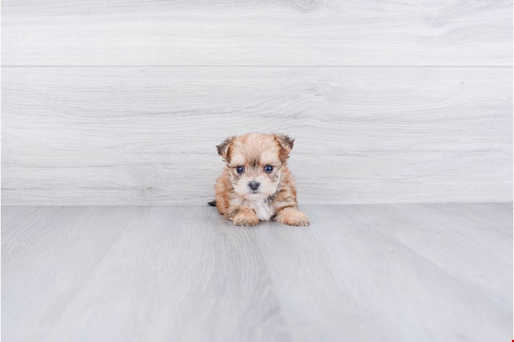 Energetic Yorkie Designer Puppy