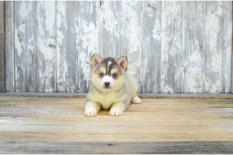 Best Pomsky Baby