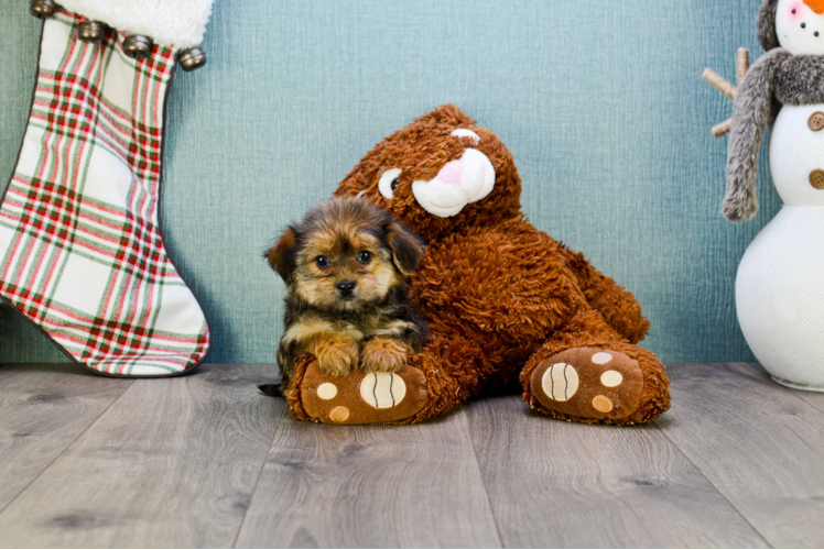 Playful Yorkie Designer Puppy