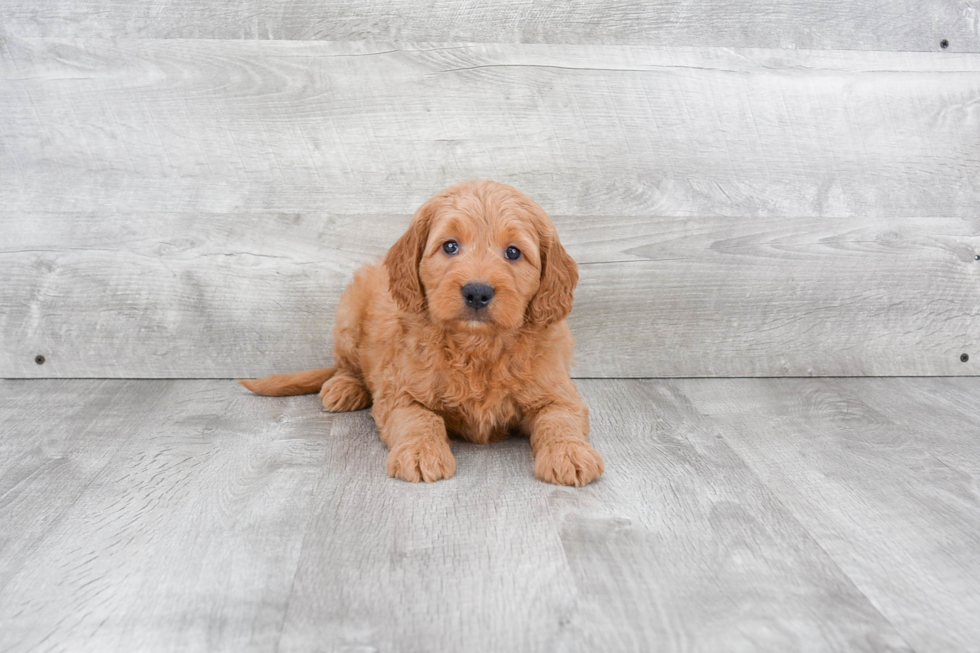 Mini Goldendoodle Puppy for Adoption