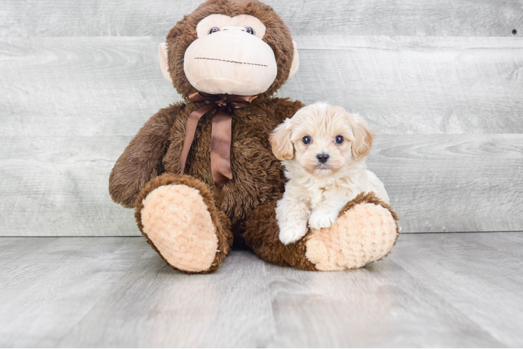 Maltipoo Pup Being Cute