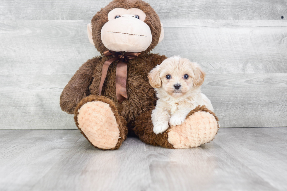 Maltipoo Pup Being Cute