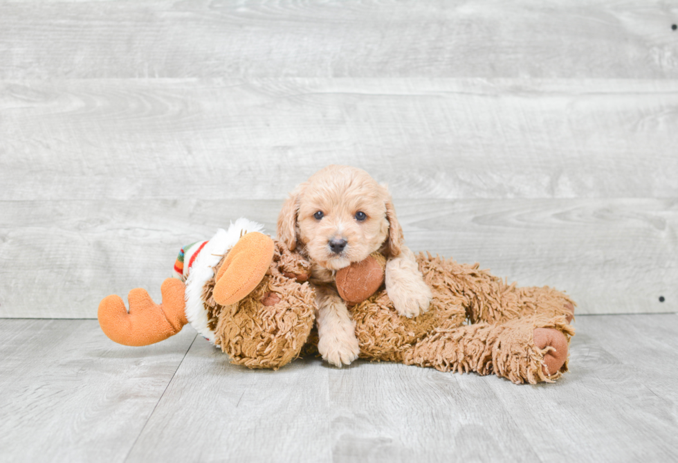 Small Cavapoo Baby