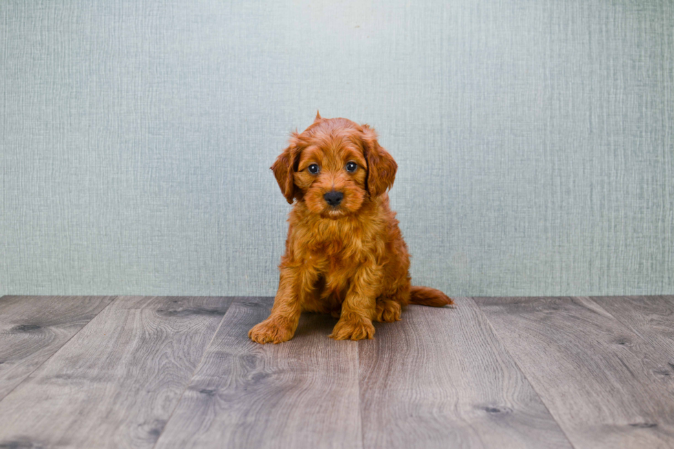 Mini Goldendoodle Puppy for Adoption