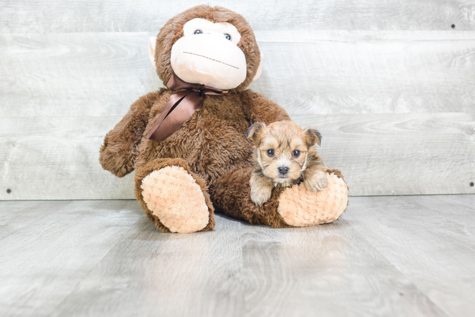 Hypoallergenic Yorkie Designer Puppy