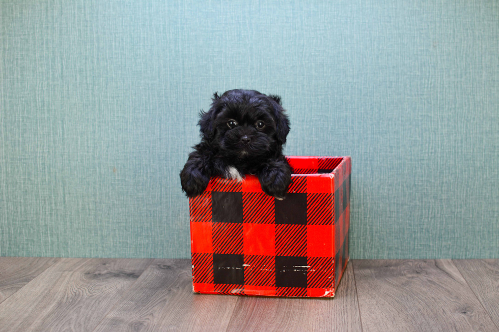 Teddy Bear Pup Being Cute