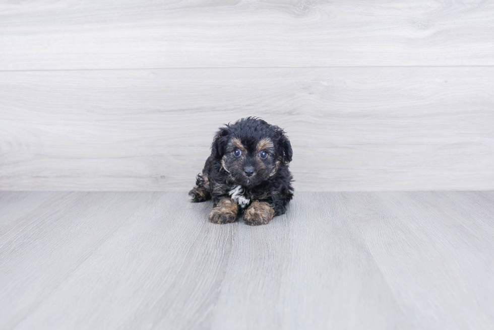 Funny Mini Aussiedoodle Poodle Mix Pup