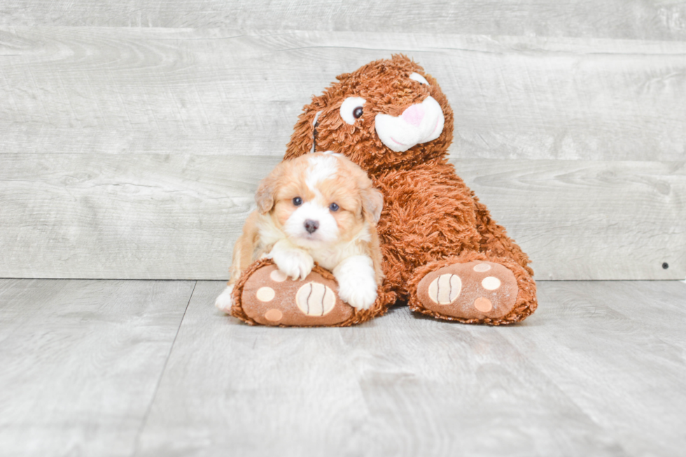 Best Mini Aussiedoodle Baby