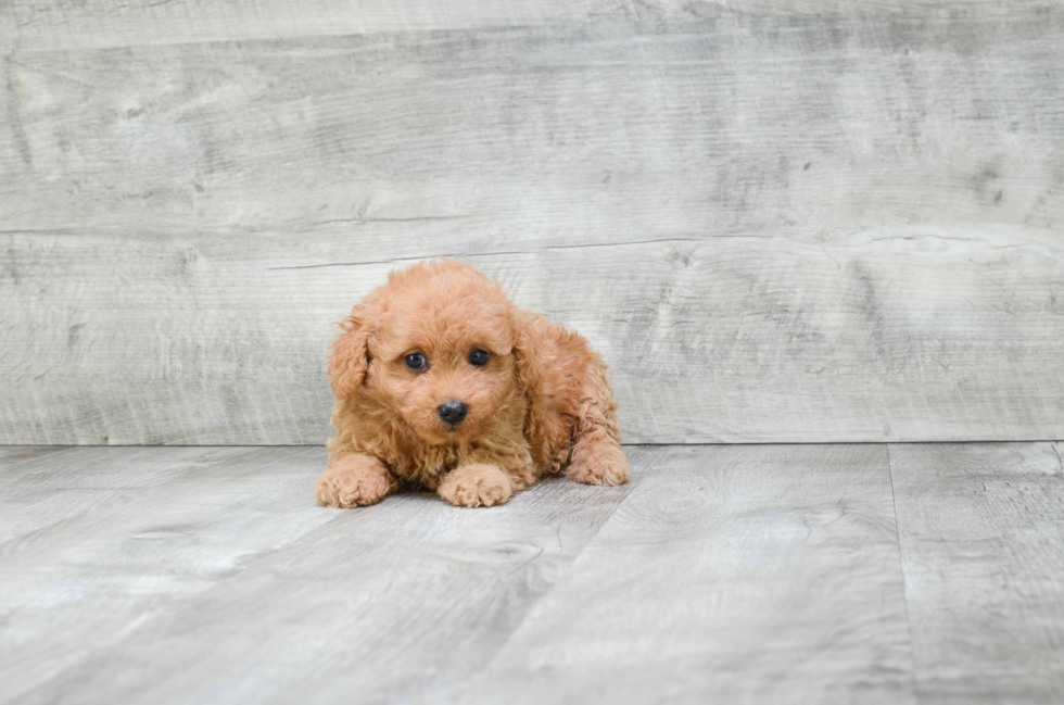 Energetic Cavoodle Poodle Mix Puppy