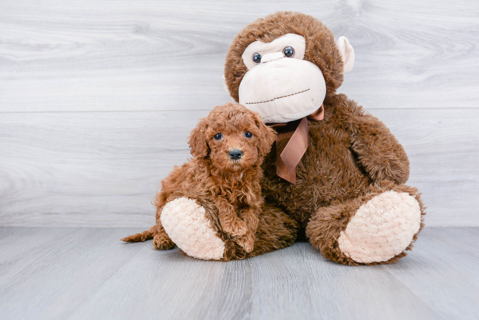 Cockapoo Pup Being Cute