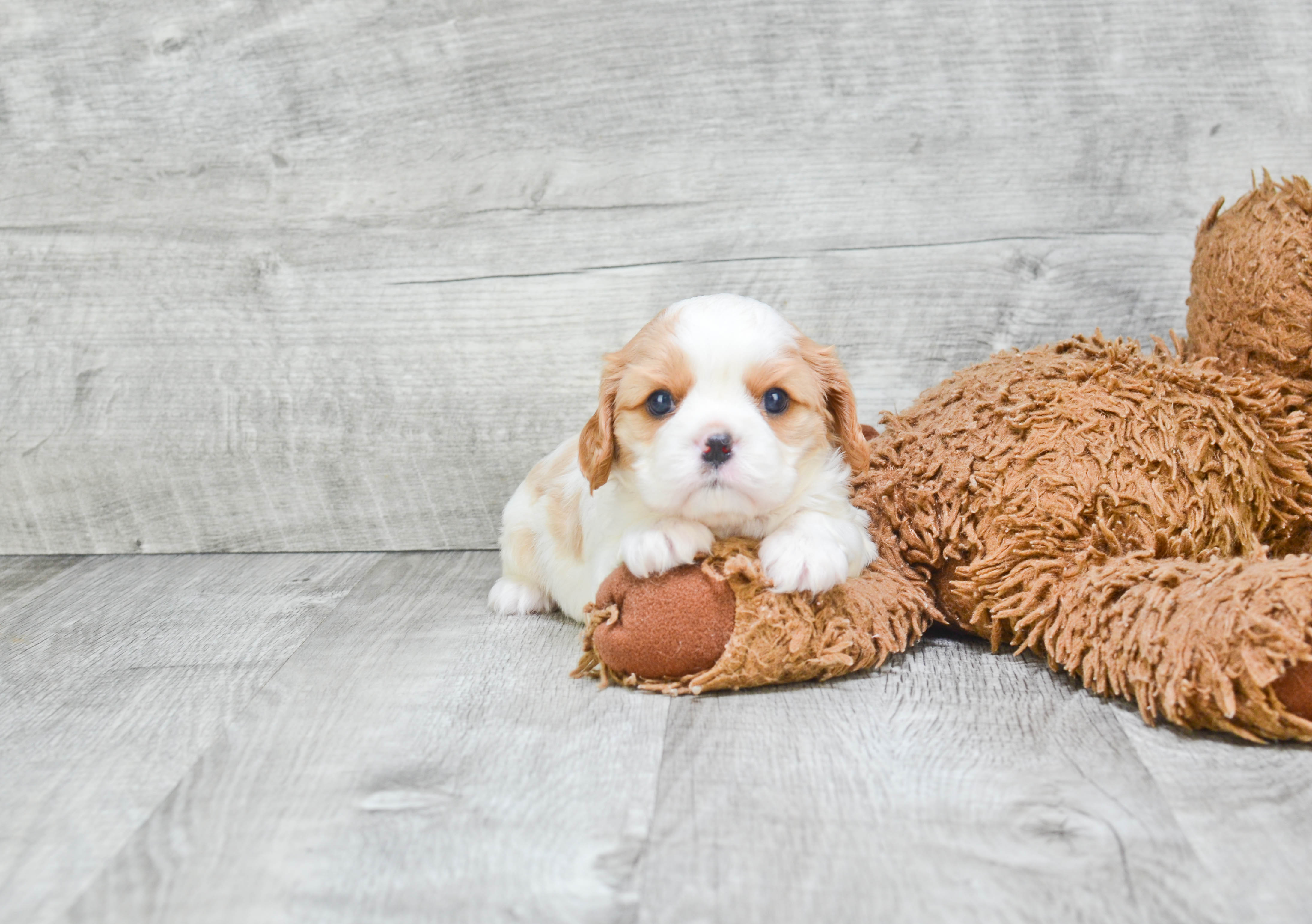 Little Cavalier King Charles Spaniel Purebred Pup
